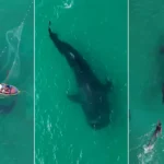 Tubarão-baleia nadando livre em Arraial do Cabo, rede de pesca ao fundo