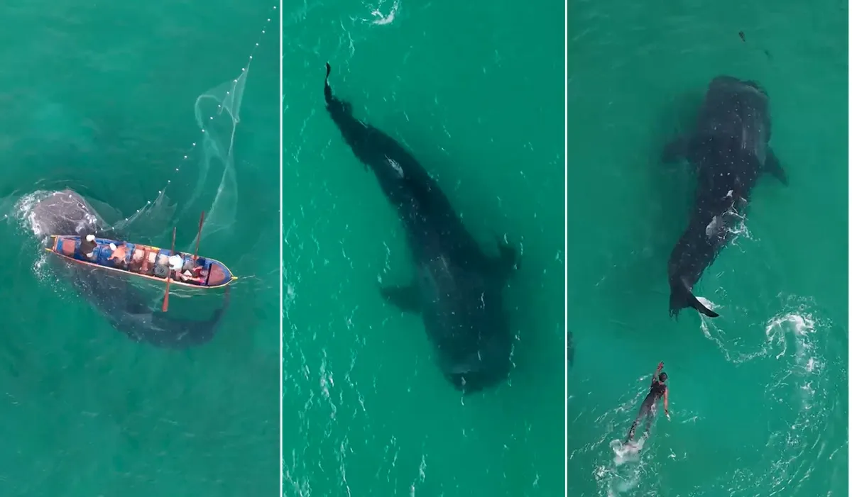 Tubarão-baleia nadando livre em Arraial do Cabo, rede de pesca ao fundo