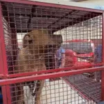 Resgate de pitbull por agentes de proteção animal em Ramos, Rio de Janeiro