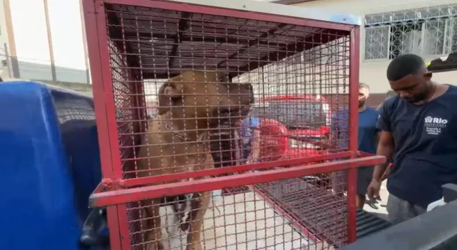 Resgate de pitbull por agentes de proteção animal em Ramos, Rio de Janeiro