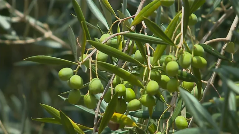 Campo de oliveiras com árvores maduras e azeitonas, pronto para a colheita