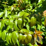 PANCS: Plantas Alimentícias Não Convencionais para Cultivo e Culinária