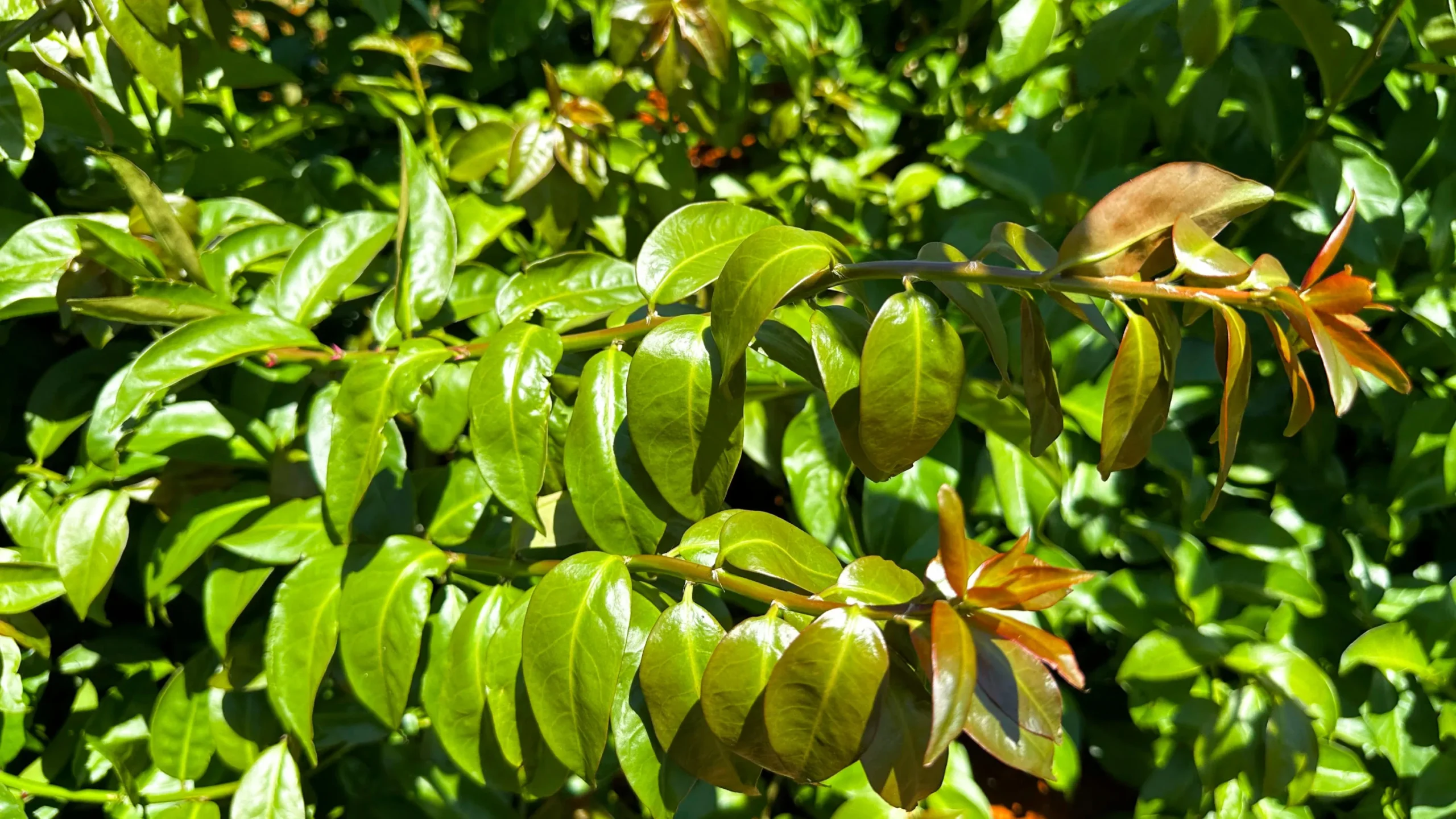 PANCS: Plantas Alimentícias Não Convencionais para Cultivo e Culinária