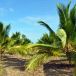 Coqueiro anão com cocos, plantio de coco anão, fazenda de coco