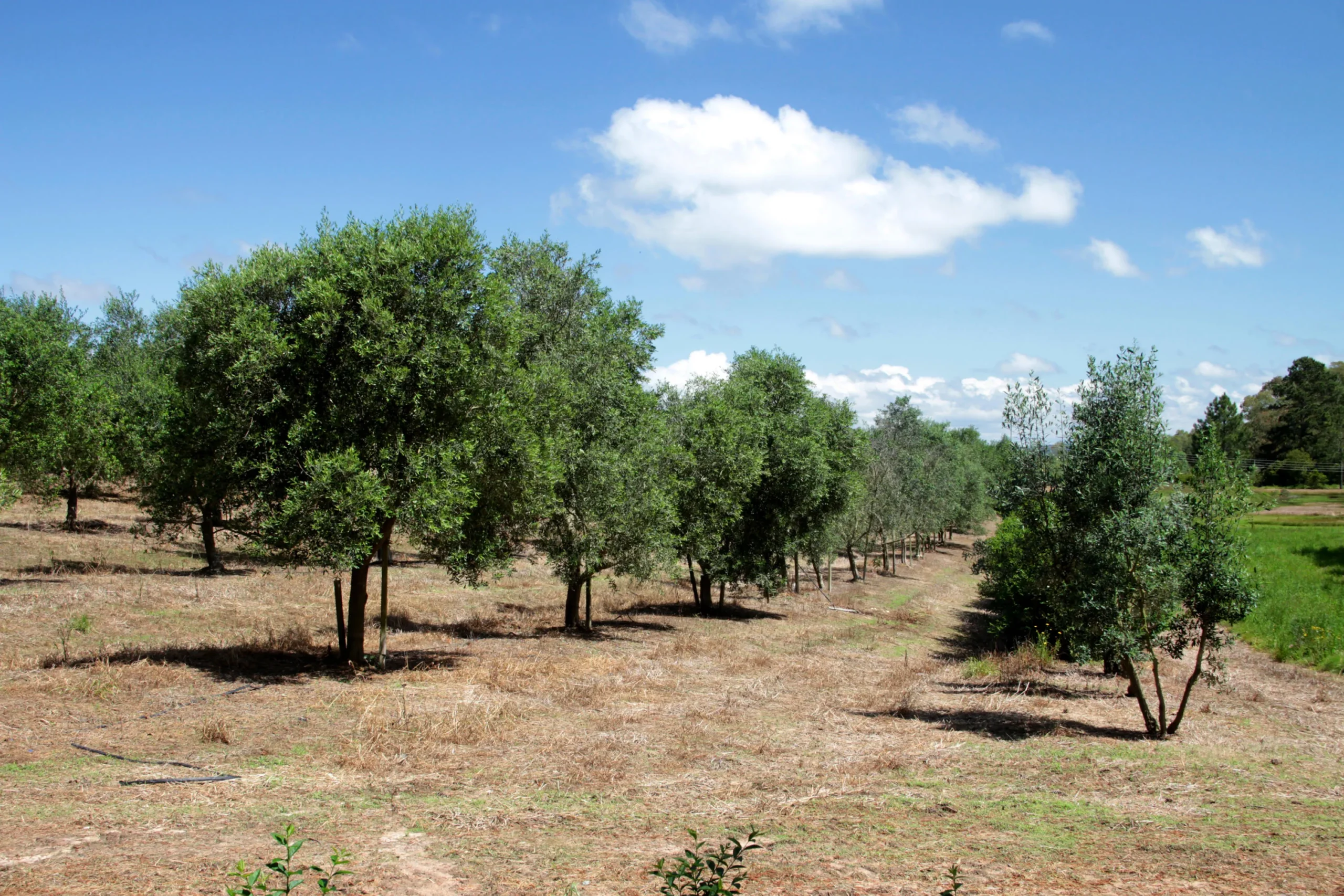Campo de oliveiras com agricultor, cultivo de azeitonas, agricultura sustentável, fazenda de oliveiras