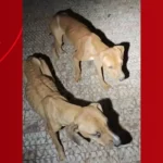 Cinco cães desnutridos resgatados em casa de Rio Claro pela GCM