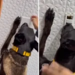 Cão policial encontra drogas em interruptor de energia