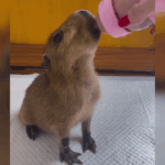 Filhote de capivara Renatinha em tratamento intensivo na clínica Espaço Selvagem