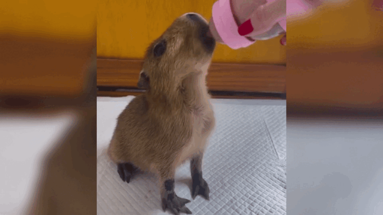 Filhote de capivara Renatinha em tratamento intensivo na clínica Espaço Selvagem