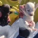 Quatro filhotes de cachorro recém-resgatados de uma caçamba de lixo em Lençóis Paulista, SP.