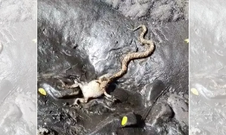 Cena de predação com boipeva e sapo-cururu inflado