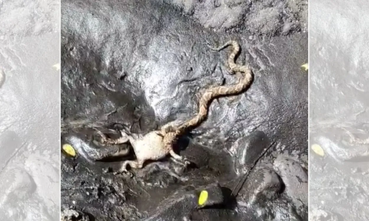 Cena de predação com boipeva e sapo-cururu inflado