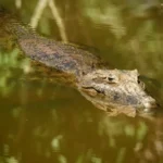 Jacaré-de-papo-amarelo e filhotes em resgate
