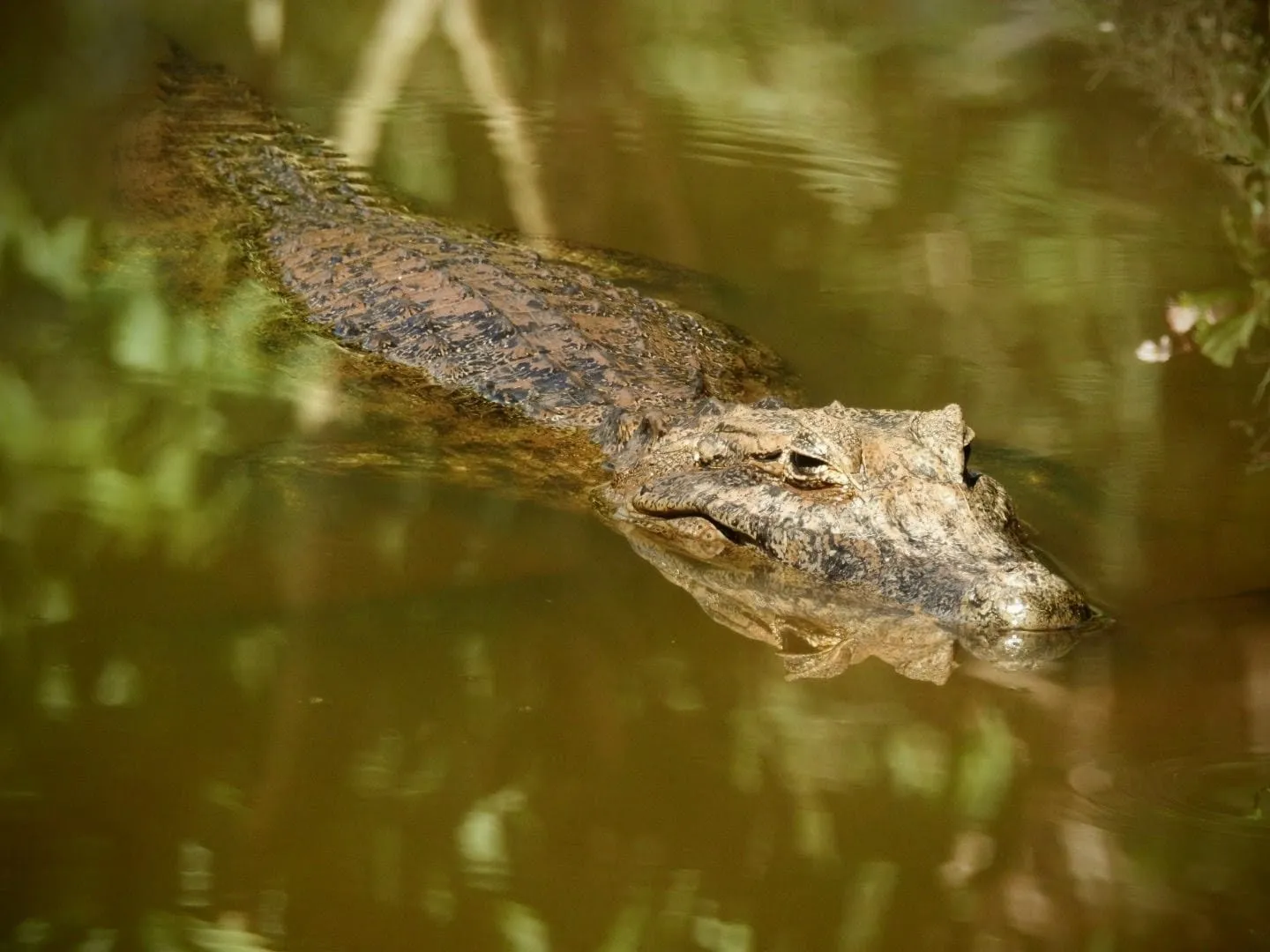 Jacaré-de-papo-amarelo e filhotes em resgate