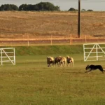 Cão Border Collie pastoreando ovelhas em competição no Paraná