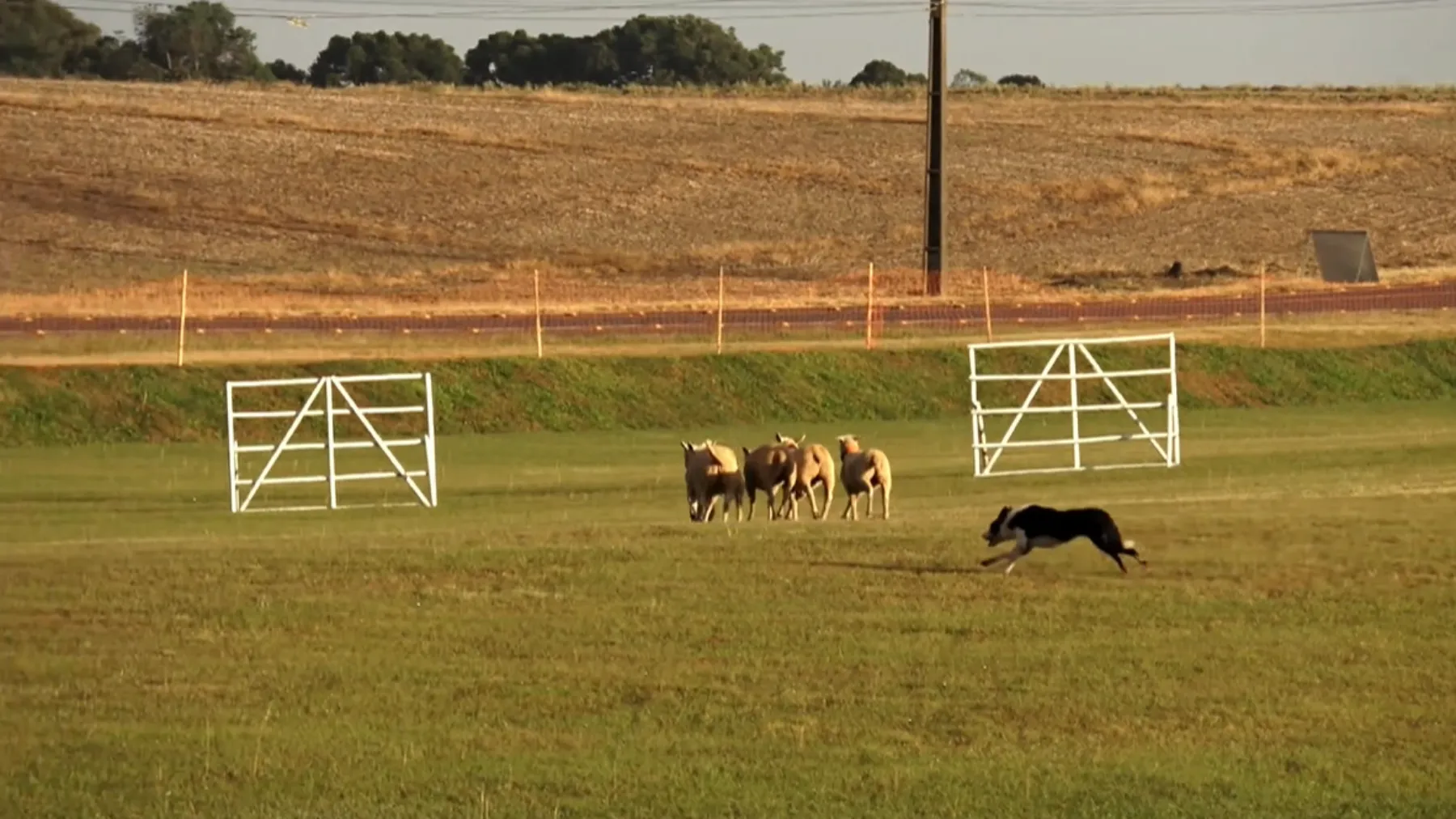 Cão Border Collie pastoreando ovelhas em competição no Paraná