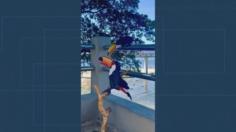 Tucano real beijando escultura de tucano de madeira em Niterói