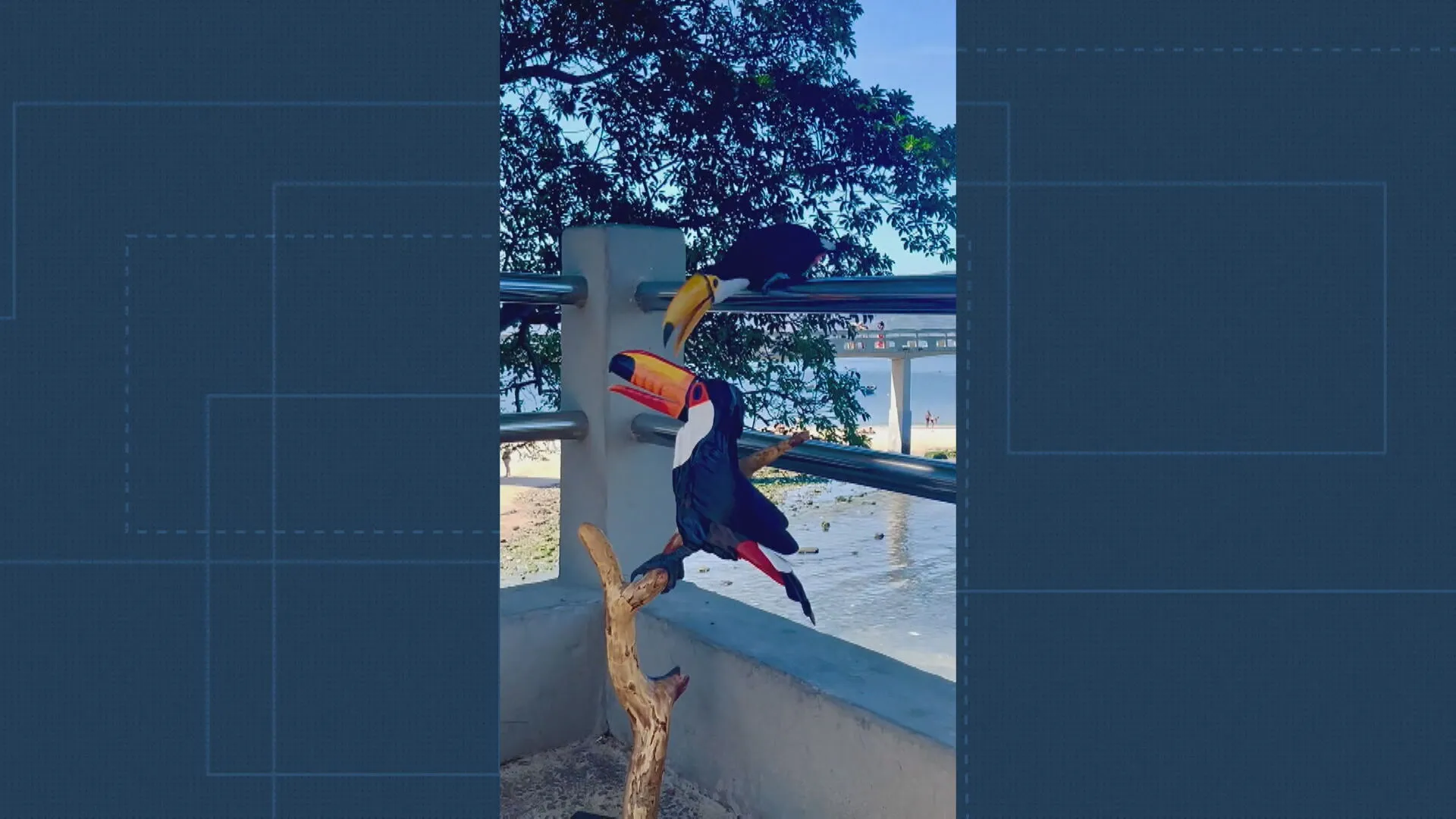 Tucano real beijando escultura de tucano de madeira em Niterói