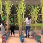 Paisagem rural de Minas Gerais com fazendas e natureza