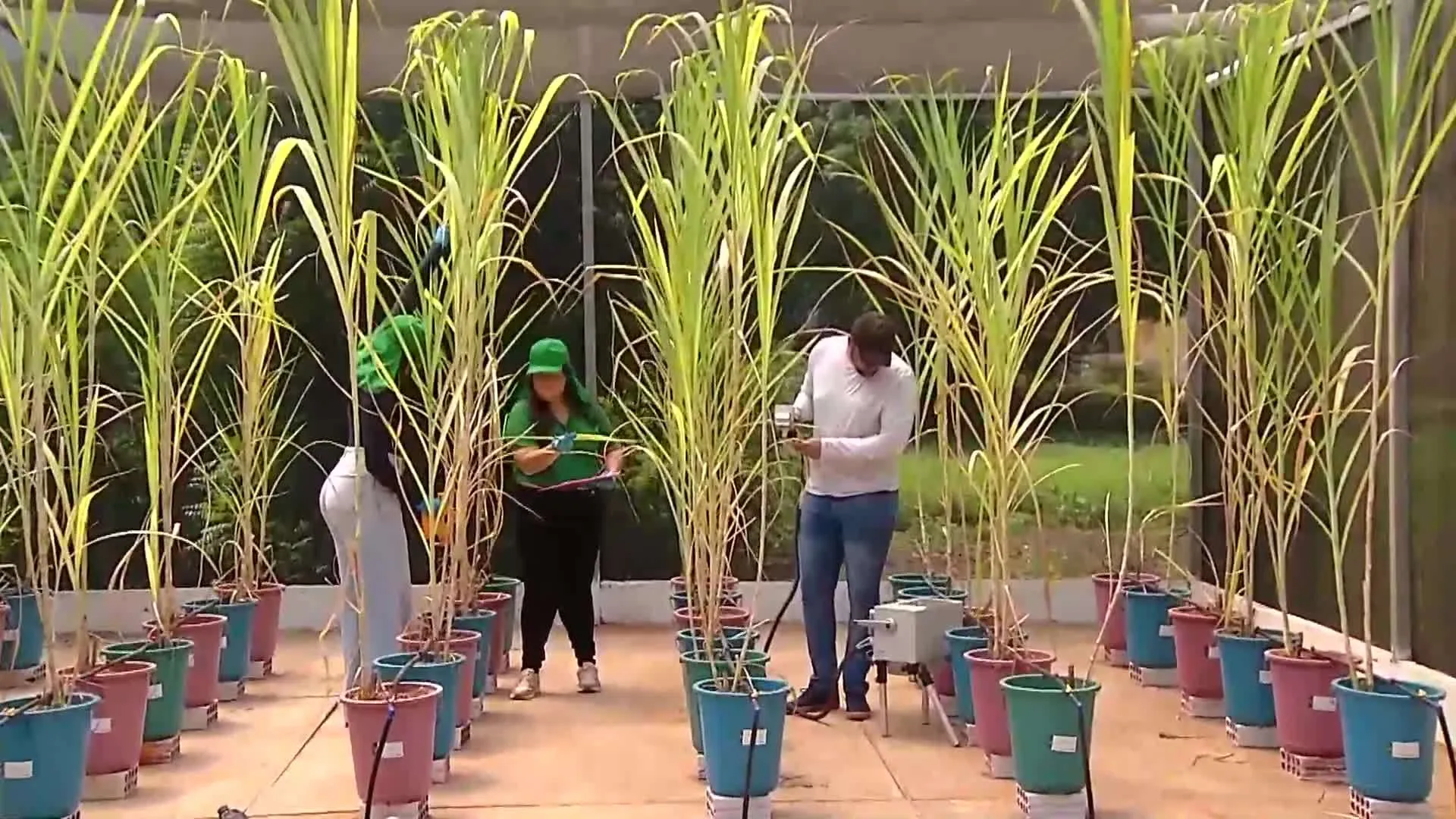 Paisagem rural de Minas Gerais com fazendas e natureza
